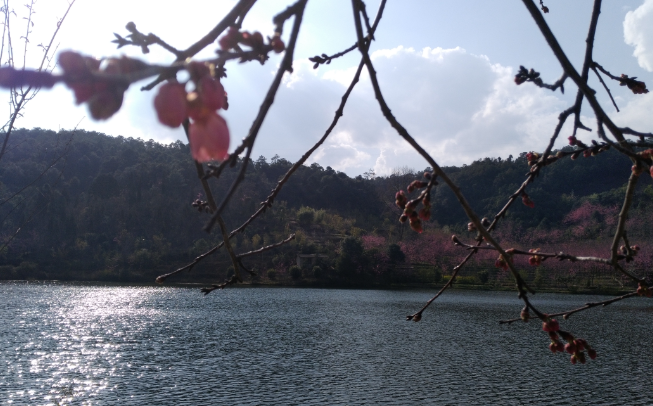 环球探索发现 王家小院首届樱花节3月8日启幕 “樱美人”等你来拍