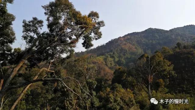 环球大发现  跟着马帮到“风吹坡”看漫山嫣红