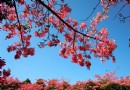 环球在线新闻 旅游扶贫送春风 致富之花次第开