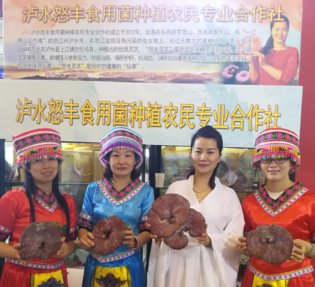 环球在线新闻 “白娘子”南博会展示云南怒江“仙草”— —低海拔、耐高温的“怒丰灵芝”牵手“云药股份”
