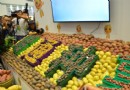 环球在线新闻 系列六“马铃薯产业与脱贫攻坚”第二十届中国马铃薯大会在云南昭通隆重开幕