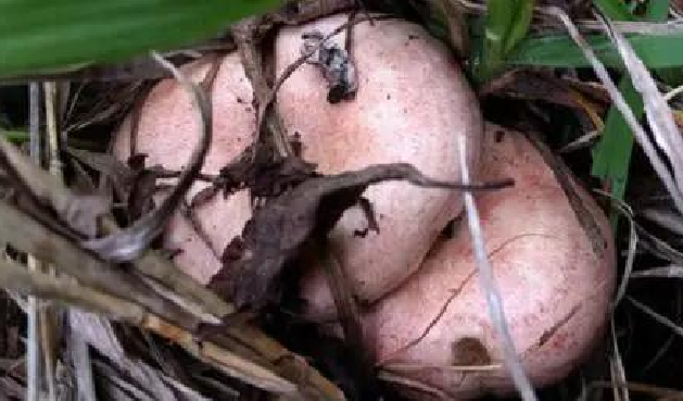 环球在线新闻 制定地方标准 云南梳理出227种野生食用菌