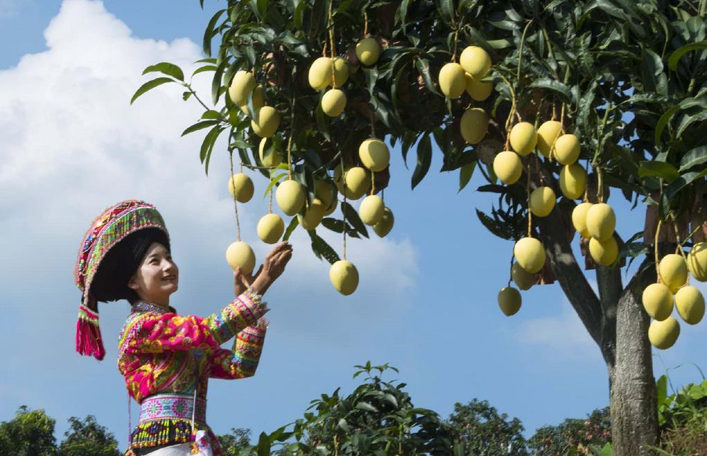 环球在线新闻 中国芒乡—云南丽江华坪芒果大数据平台正式发布，农产品互联网步伐跟进