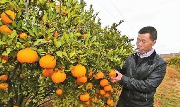 环球在线新闻 彝乡楚雄：谋在深处 干在实处 走在前列