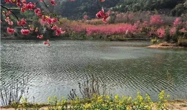 环球在线新闻 探访云南省王家小院第三届樱花文化节“樱花烂漫时我在王家小院等你”相约