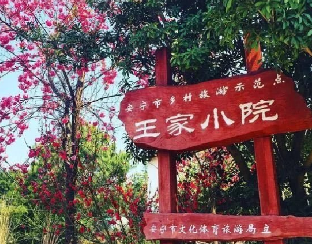 环球在线新闻 环球探寻端午节至，王家小院是小假期摘杨梅好去处