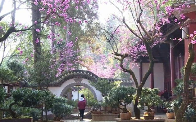 云南省玉溪市通海秀山公园：桃之夭夭 桃桩花开喜迎春
