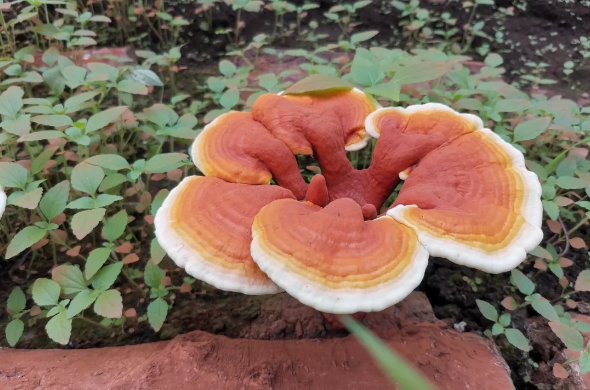 健康大发现 六款灵芝食疗方 带您领略冬季进补的魅力！