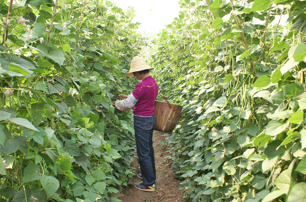 保山市昌宁：蔬菜产业助力乡村振兴