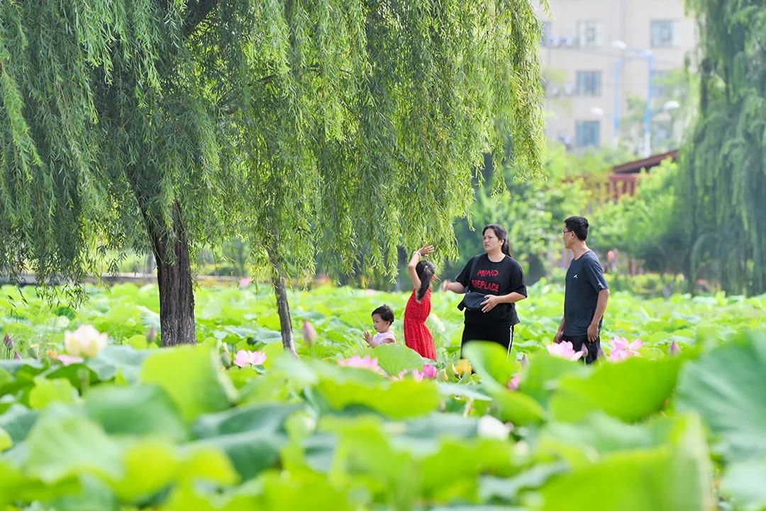 云南昌宁：缤纷夏日因荷来