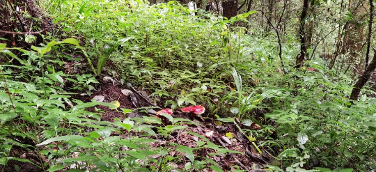 云之凰灵芝孢子粉检测报告新鲜出炉啦
