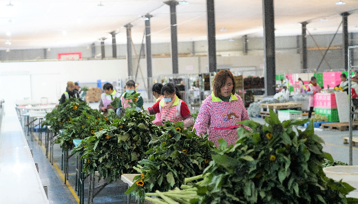 90万支云南鲜切花通过铁路运往上海