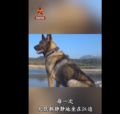 “大狼”不知道为什么主人突然就不来了