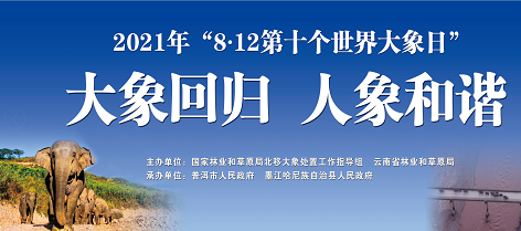 世界大象日：云南墨江北移象群回归