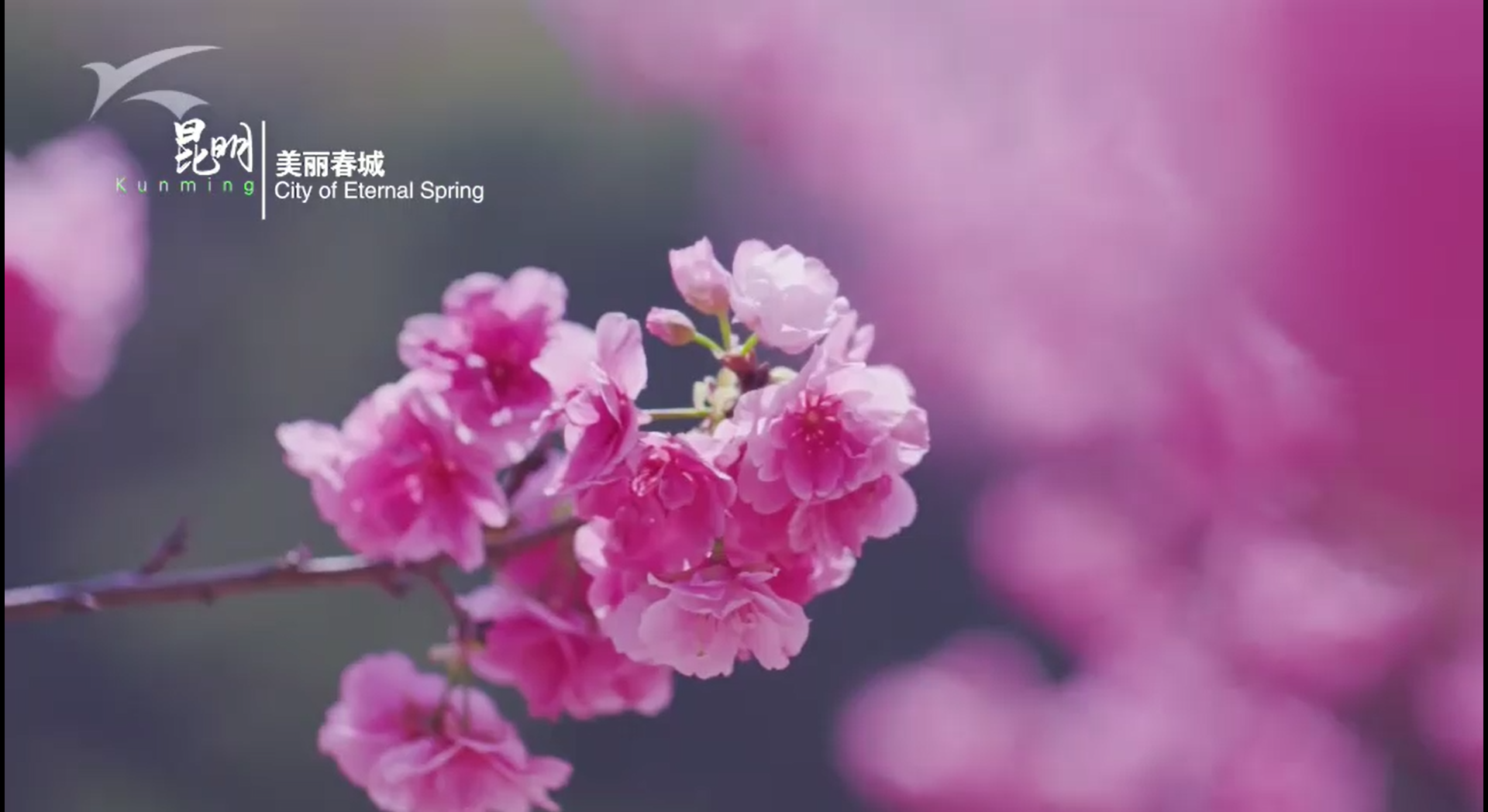 昆明形象宣传片