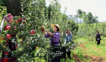 云南石林赫石兰茂农业有限公司圭山国家森林公园有机苹果繁育种植基地
