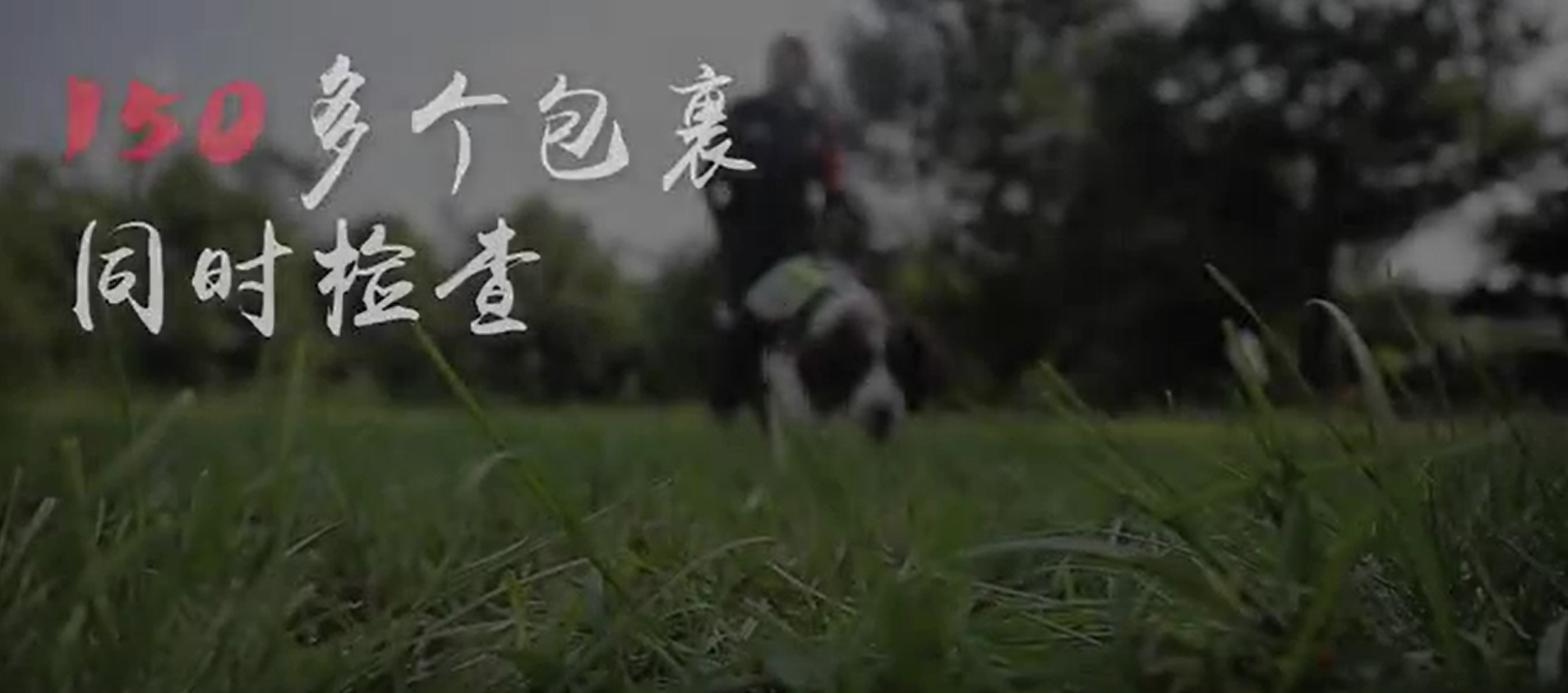 【150多个包裹同时检查！警犬日常训练有多难】