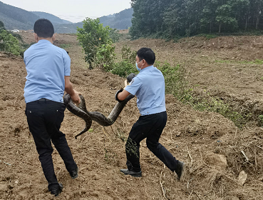 2.8米的大蟒蛇，民警居然徒手抓？！