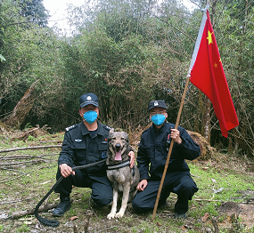环球在线直播: “犬”力以赴！云南41头警犬为国戍边