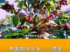环球在线直播:  中国咖啡之一德宏