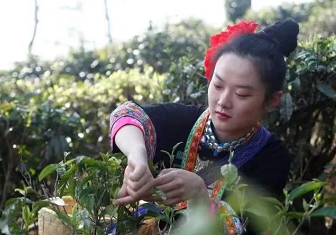 一场滇红茶的盛典！2022年中国临沧凤庆红茶节暨凤庆茶马文化周正式开启