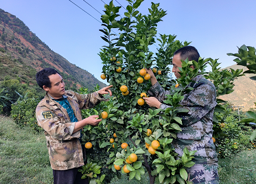 临沧凤庆新华乡：特色经济遍山乡
