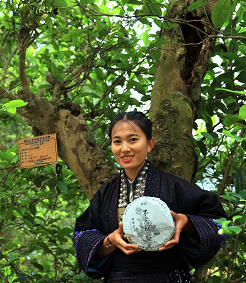 绿美琼英古茶山美不赢