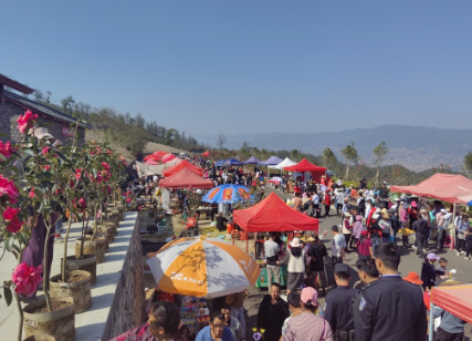 洛党镇石洞寺景区“十里山茶•滇红凤庆”茶花节游客流量持续上升