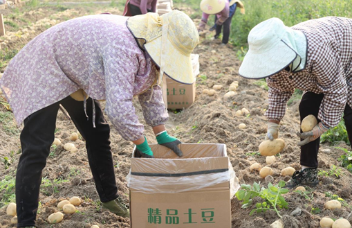 勐勐镇千蚌村：马铃薯迎来丰收季