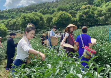 春茶飘香 临沧旅游市场迎来暖季