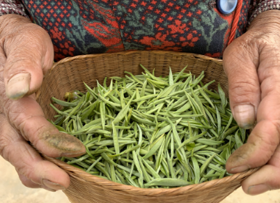 凤庆县：春茶集中上市 消费回暖价格高于往年同期