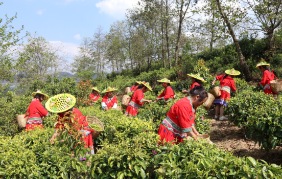 小湾镇锦秀村中山茶所有序运营