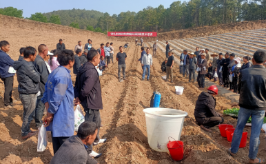 诗礼乡：强化服务保障 全面推进烤烟大田移栽