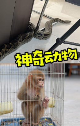 盘点一下这些天蜀黍遇到的神奇动物