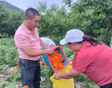 鲁史镇：万寿菊绽放金色致富花