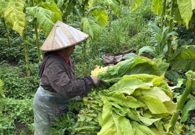 三岔河镇：烟农忙“赶烤”烤出好“钱景”