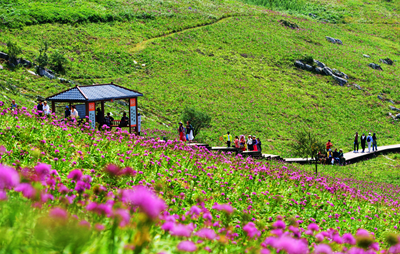 贵州屋脊：野生韭菜花开引游客踏秋避暑