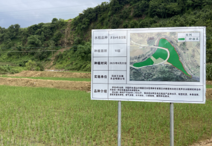 营盘镇：沪滇项目托起反季稻种植梦
