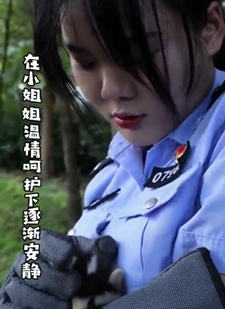 受惊鼬獾入校！女警温柔“收服”