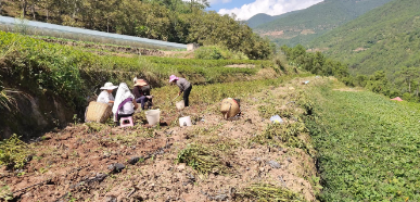 凤庆县诗礼乡：硕果秋熟满地香