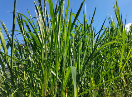 腰街乡：推广巨菌草种植 探索群众致富路