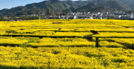 勐佑镇：油菜既种田也种“丰”景