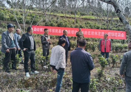 勐佑镇启动冬季核桃提质增效工作