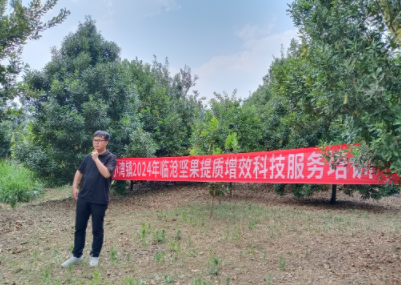 凤庆县稳步推进“临沧坚果”提质增效工作