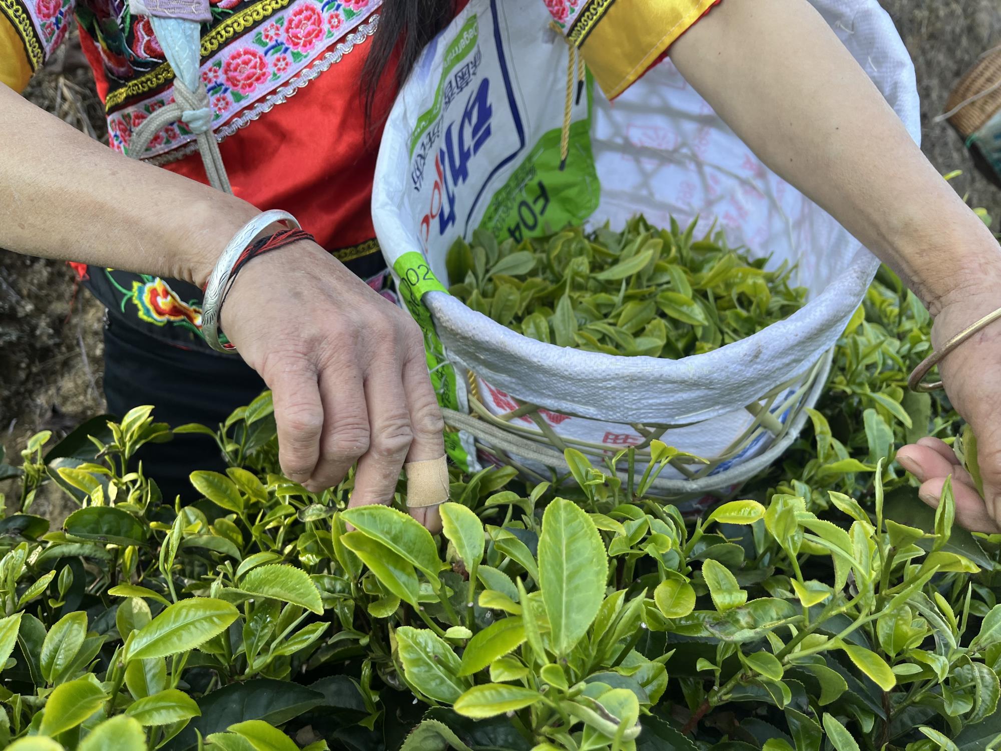 大寺乡：藏在茶叶里的秘密