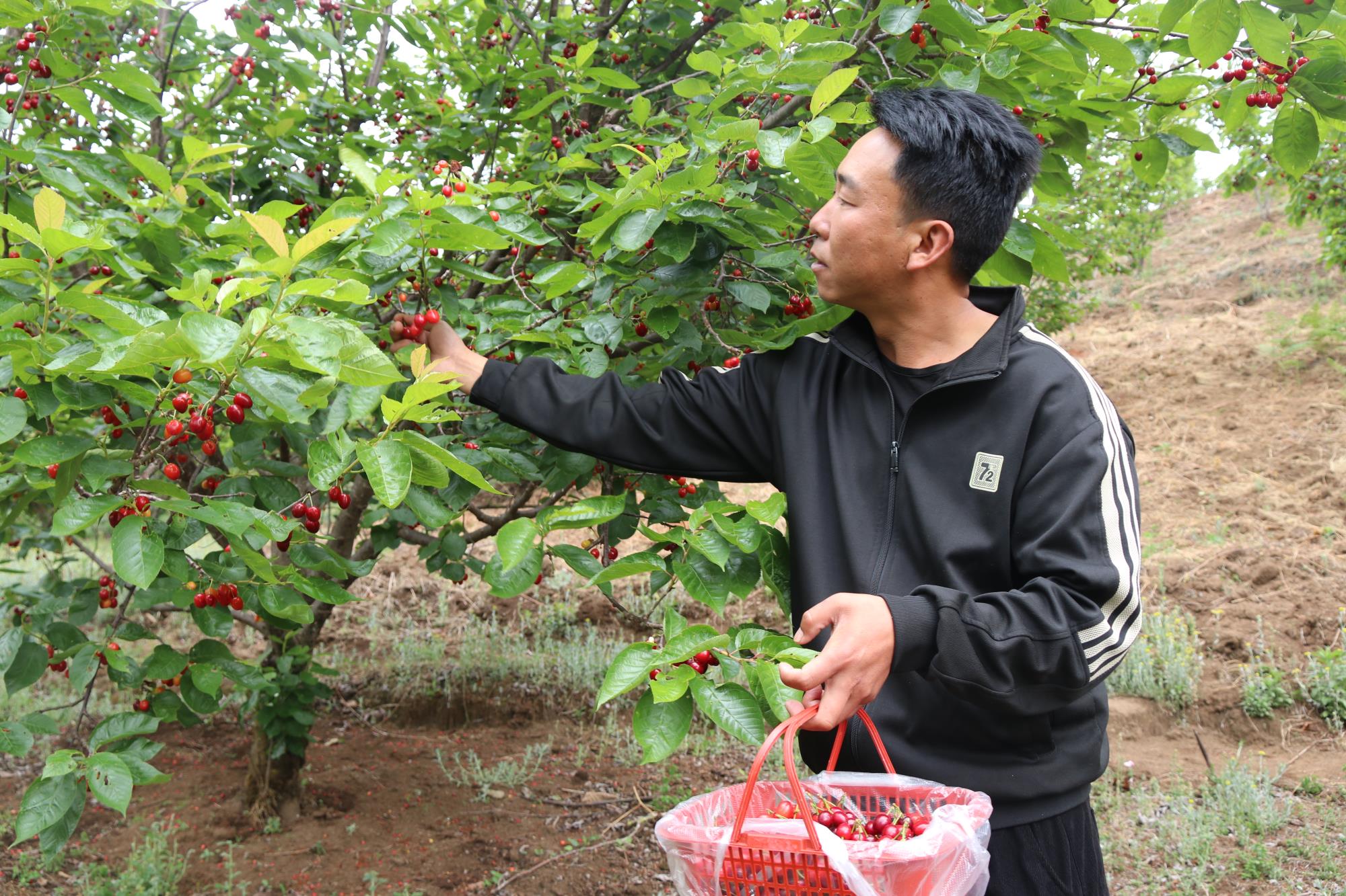 小湾镇：黄草坝樱桃邀您尝鲜啦！