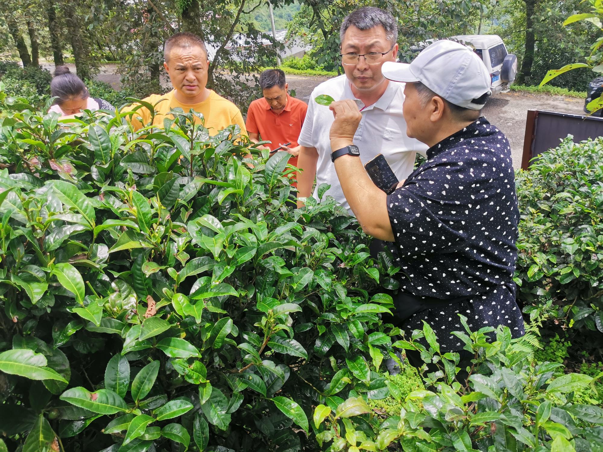 凤庆县：“四项措施”管好茶园助农增收