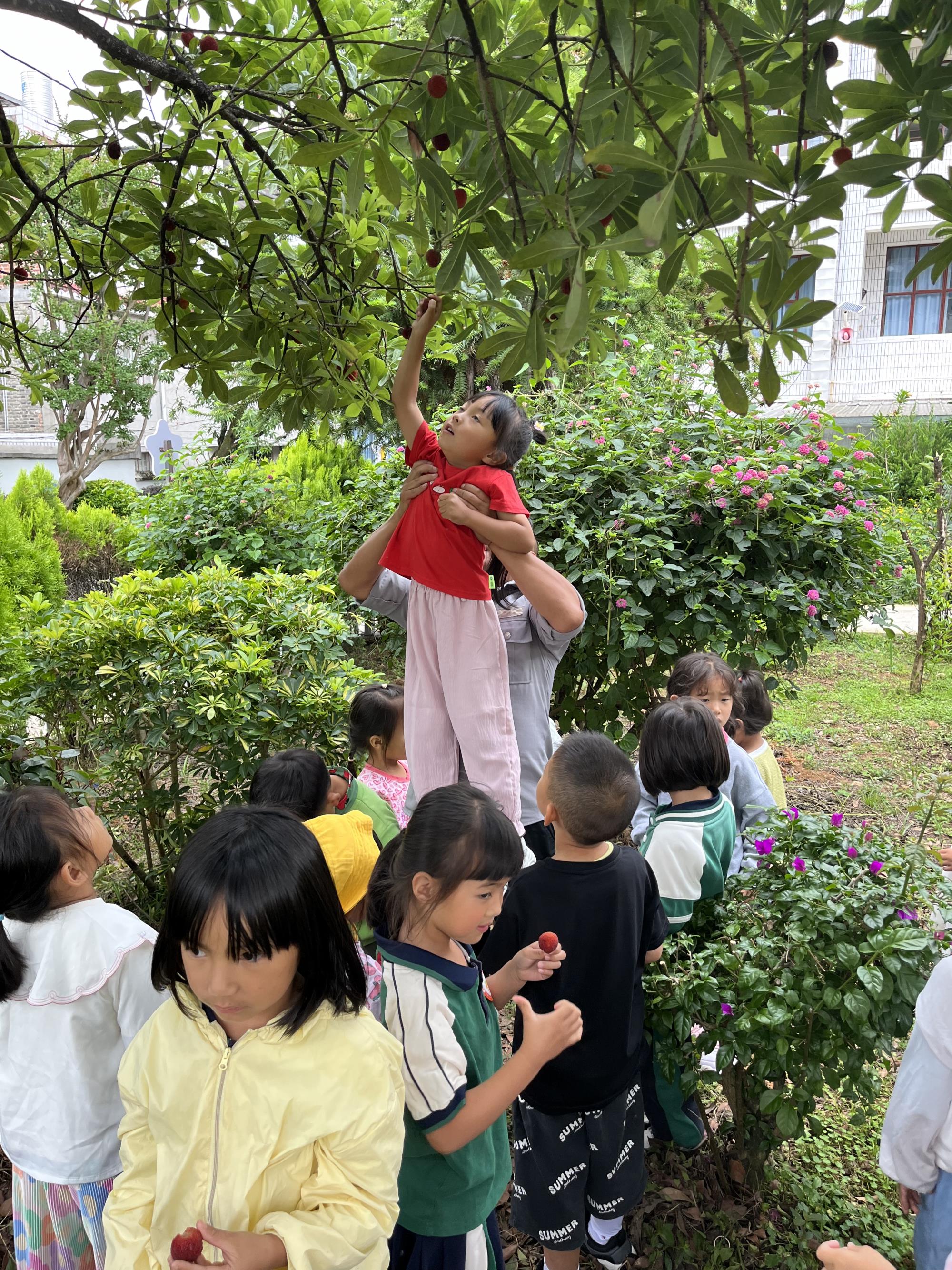 遇见夏日 “梅”不胜收 ——凤庆县庆甸幼儿园第二届杨梅采摘节主题活动