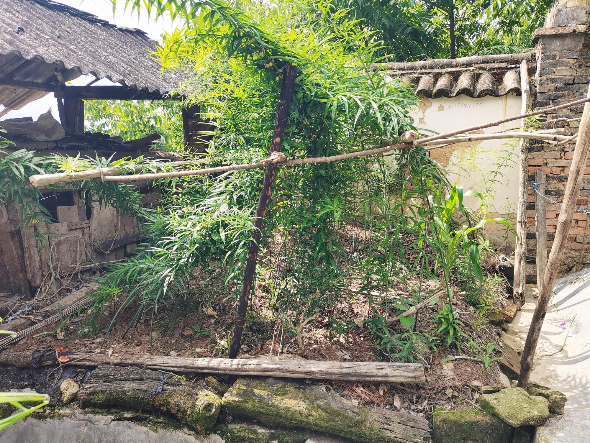 凤庆县：“五个一”发展林下经济助力乡村振兴