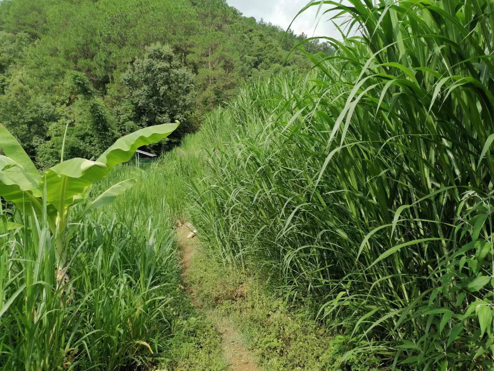凤庆县郭大寨乡：饲草种植促进畜牧业发展